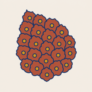 Kozalak