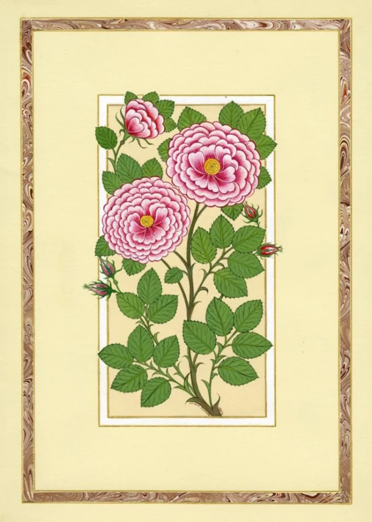 Pembe Güller